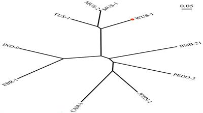 Characterization and Identification of a novel chromosome-encoded metallo-β-lactamase WUS-1 in Myroides albus P34